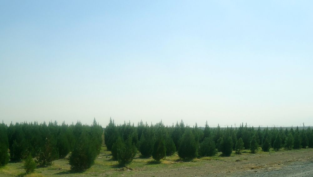 Tokaýlaşdyrma işleriniň ähmiýeti