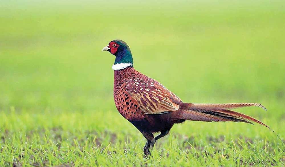 Sülgünler Sumbar jülgesiniň bezegidir.