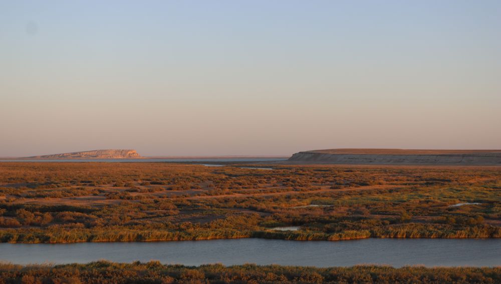 Daşoguz welaýatynda täze döredilýän Zeňňibaba döwlet tebigy çäkli goraghanasynyň ösümlik we haýwanat dünýäsi.