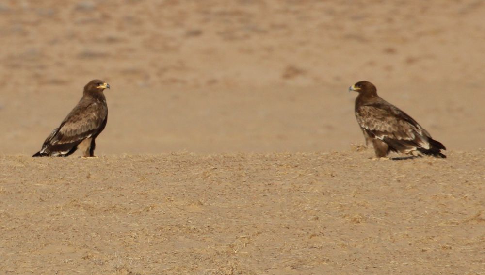 Bathyzda ýabany haýwanlaryň gözegçiligi we sähra pişiginiň täsin aýratynlygy 