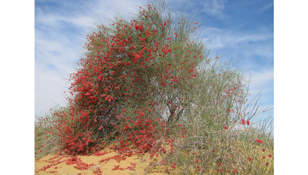 PREVENTING  DESERTIFICATION: A NEW INITIATIVE OF TURKMENISTAN