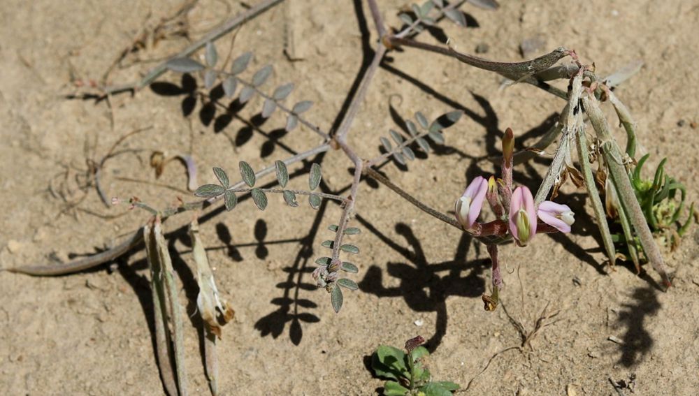 YLYM DÜNÝÄSINDE TÄZE GÖRNÜŞ - RUSTAMOWYŇ ASTRAGALY