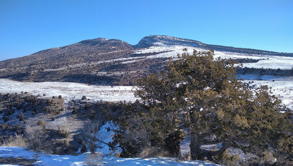 ДЕРЕВЬЯ-СТАРОЖИЛЫ – БОТАНИЧЕСКИЕ ПРИРОДНЫЕ ПАМЯТНИКИ