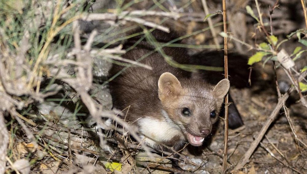 Samyryň ýaşaýyş aýratynlyklary 