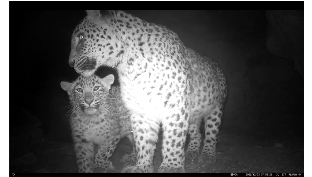 Bathyzyň alajagaplaňlary!