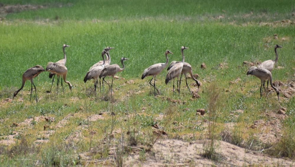 GUŞLAR DÜNÝÄSINIŇ GYMMATLYGY