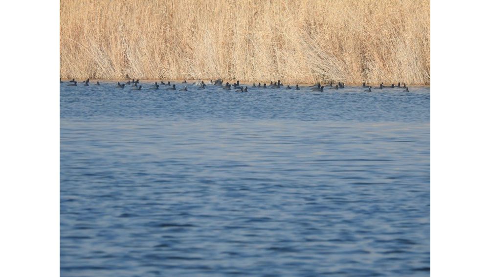 ÝERAJY DÖWLET TEBIGY ÇÄKLI GORAGHANASY