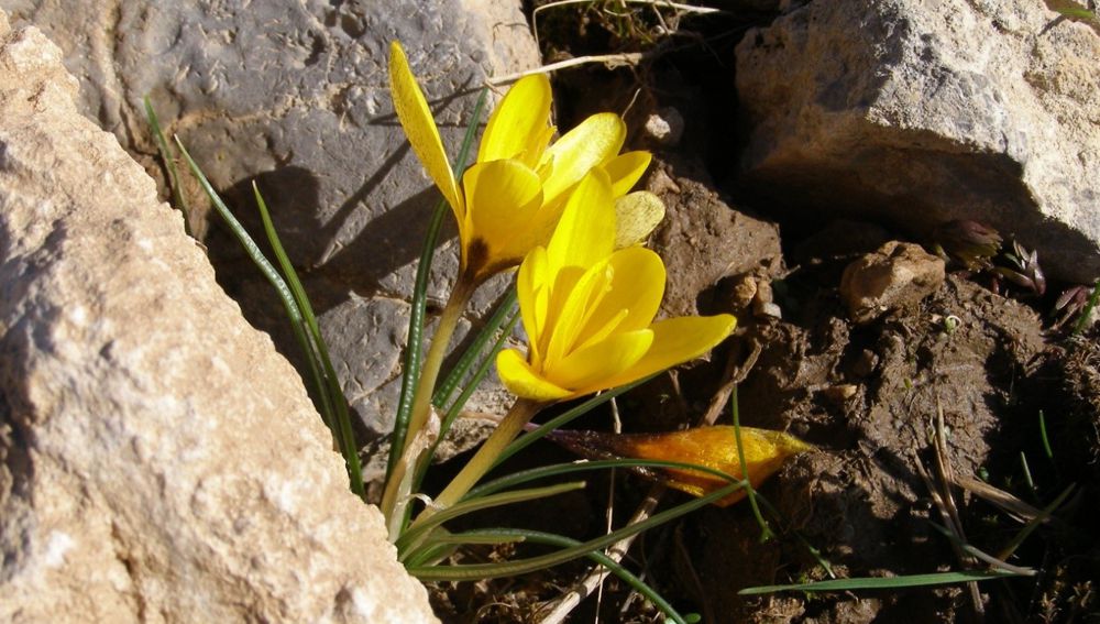 Gadymy daglaryň ilkinji bahar buşlukçylary wagtyndan öň oýandylar