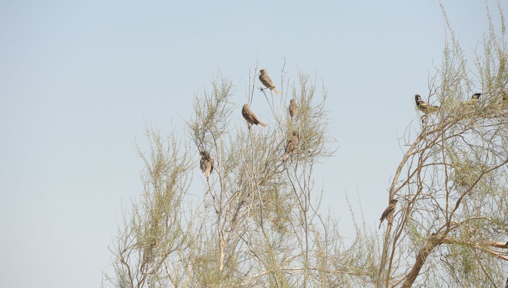 Goraghanada duşýan guşlaryň görnüşleri