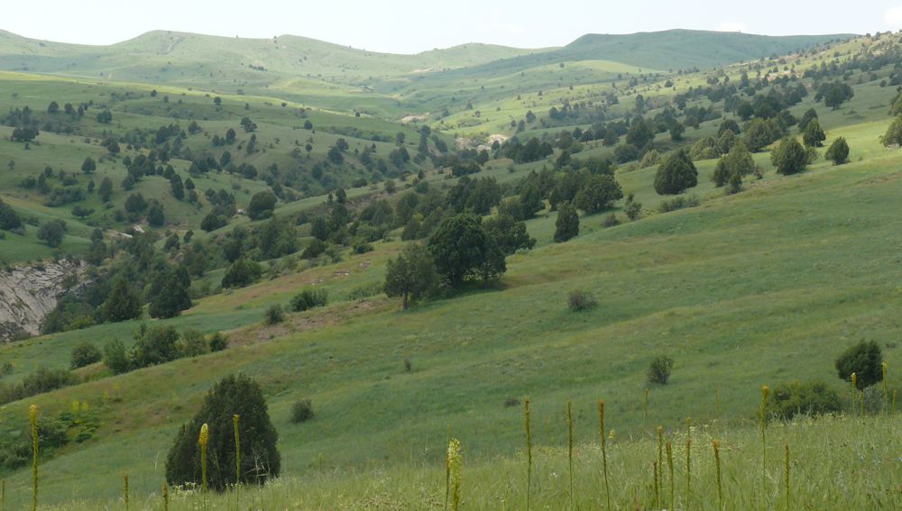 «TEBIGAT ÝYL ÝAZGYSY -YLMY ÇEMELEŞIKLER »